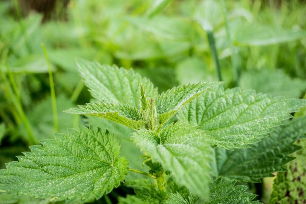 Ortie, bénéfices de l'ortie, solution naturelle acné, santé, bien être, vivandglow