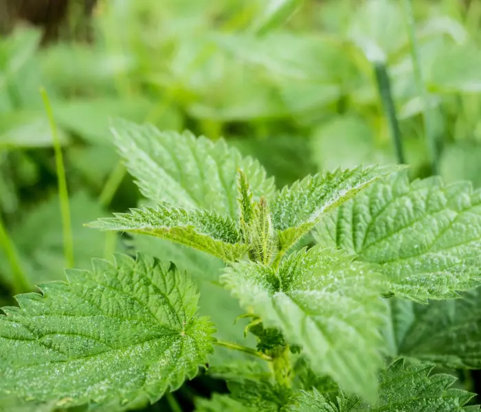 Ortie, bénéfices de l'ortie, solution naturelle acné, santé, bien être, vivandglow