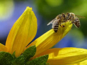 Abeille qui recueille le pollen, pollen d'abeille, acné, bienfaits, santé, vivandglow