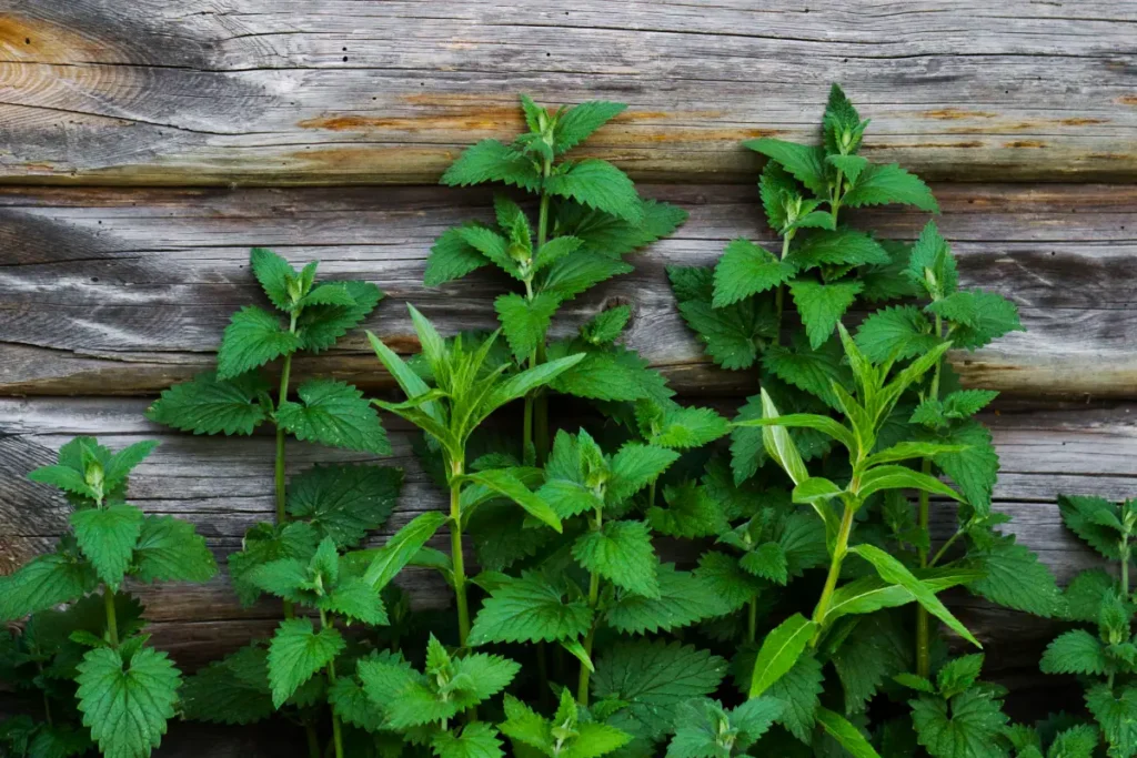 ortie Urtica dioica bienfaits peau acné