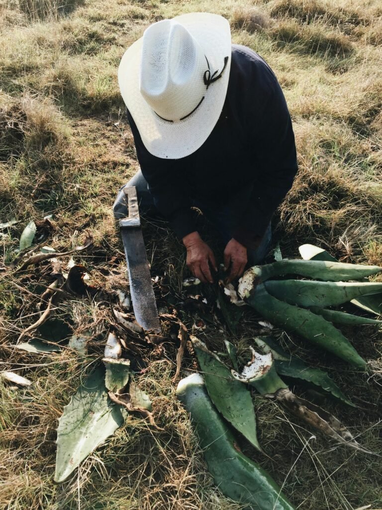 Aloe vera, belle peau, culture, aloe vera en gel, beauté naturelle, acné, santé, vivand glow