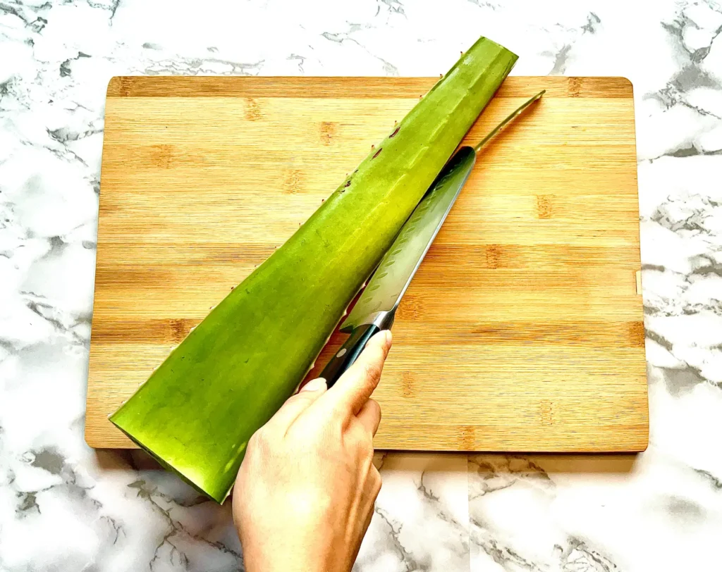 Feuille d'aloe vera, couper bords épineux, belle peau, acné, bien être, vivandglow