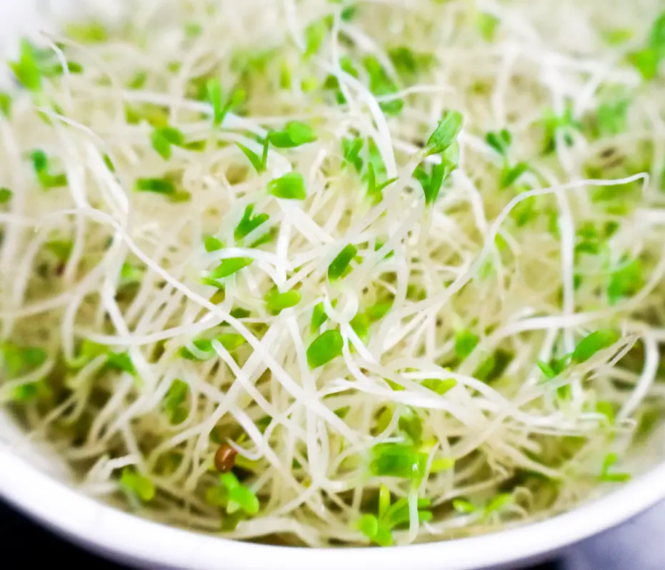 Pousses, germination, saine alimentation, alimentation non transformée, vitamine et minéraux, vivandglow